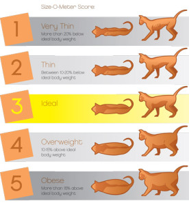 cat-sizes